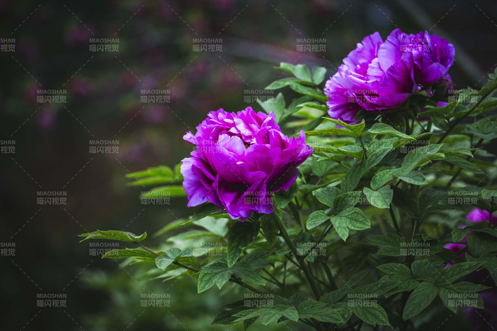 紫牡丹绽放 绿叶衬托美图片
