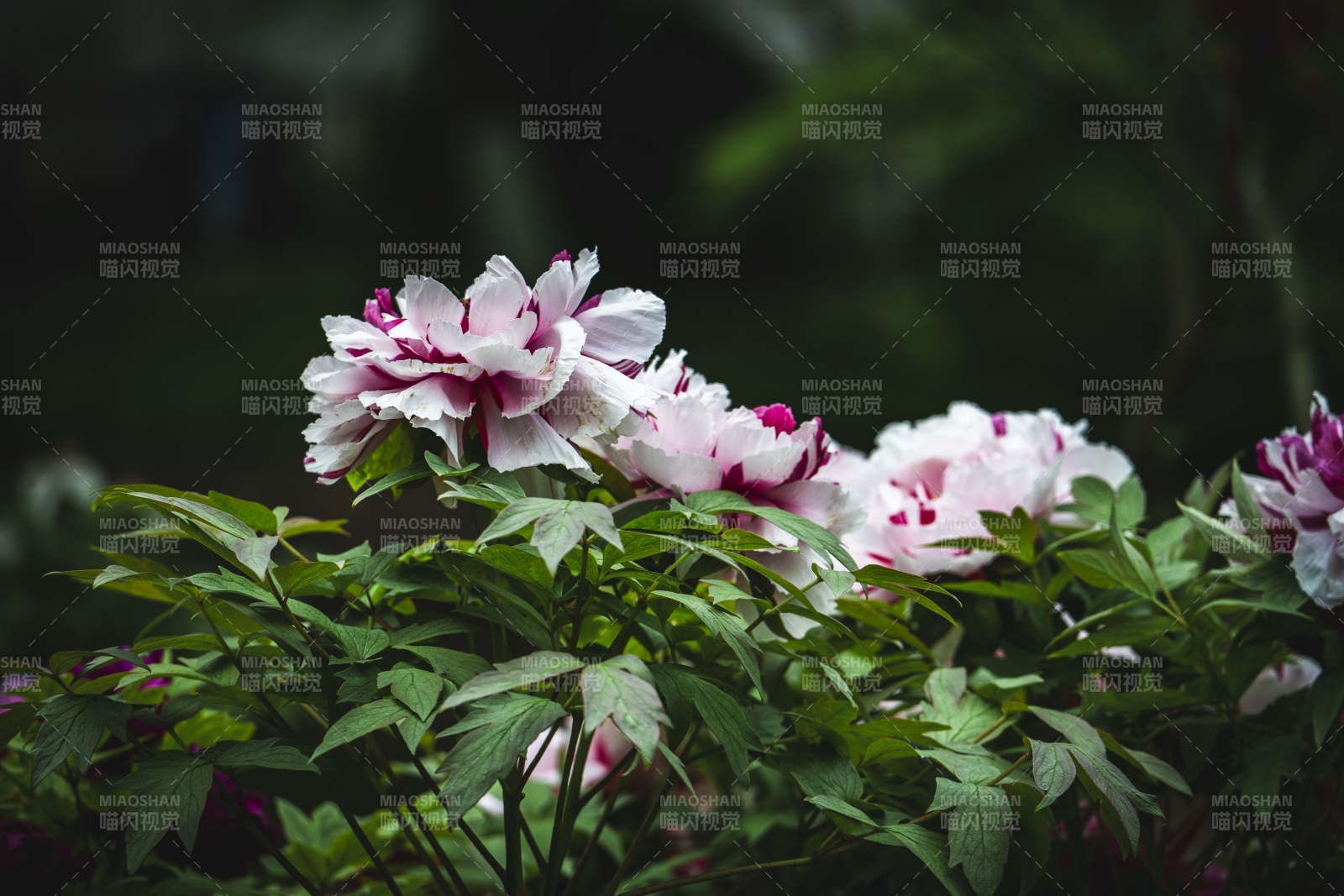 粉白牡丹绽放绿叶间图片