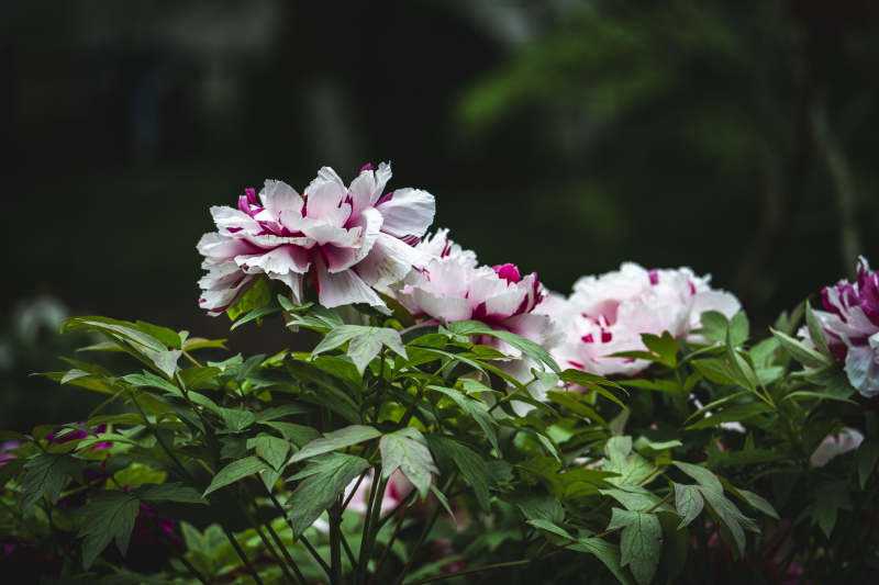 粉白牡丹绽放绿叶间图片