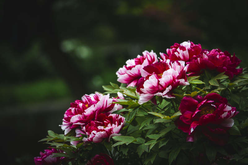 牡丹绽放 艳丽夺目图片