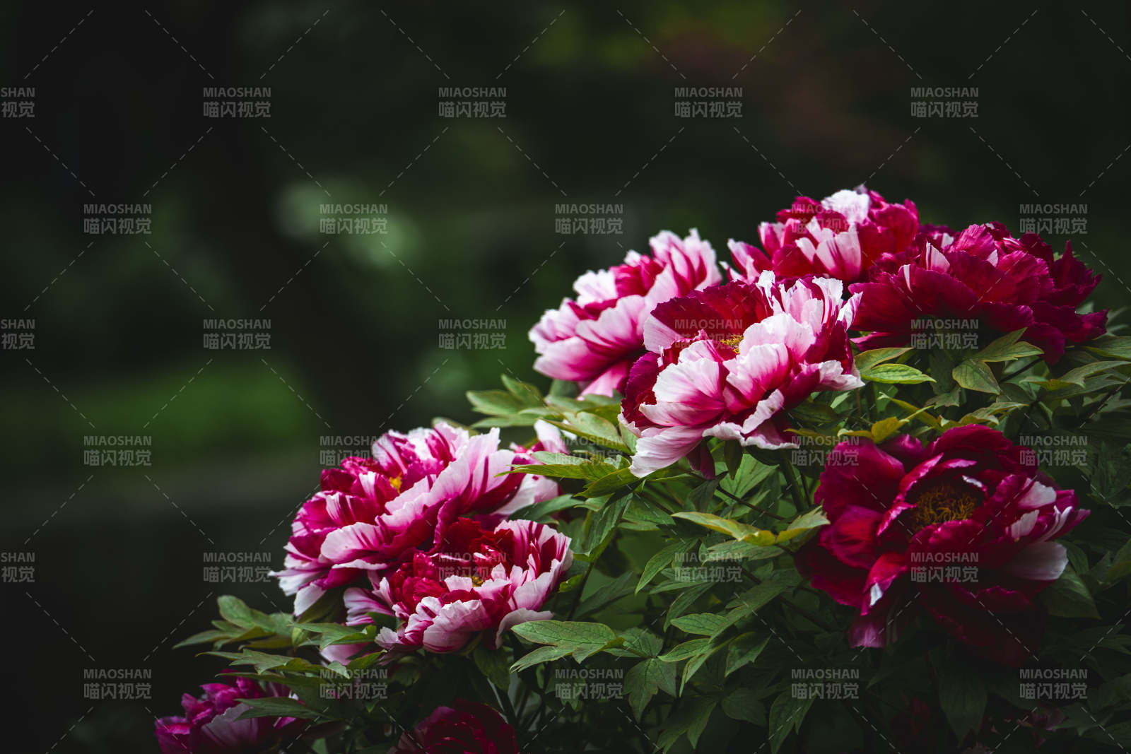 牡丹绽放 艳丽夺目图片