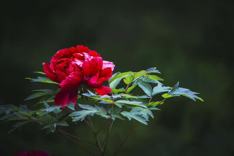 红牡丹绽放绿叶间图片