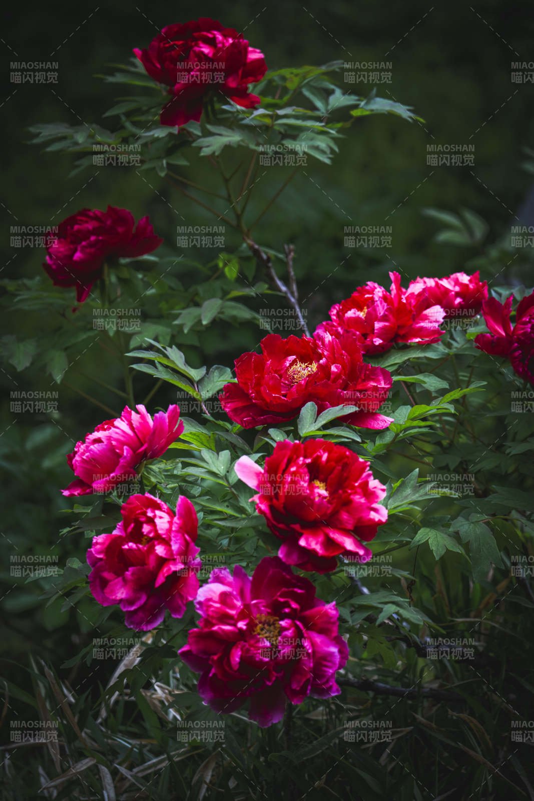 红牡丹盛放于绿叶丛中图片