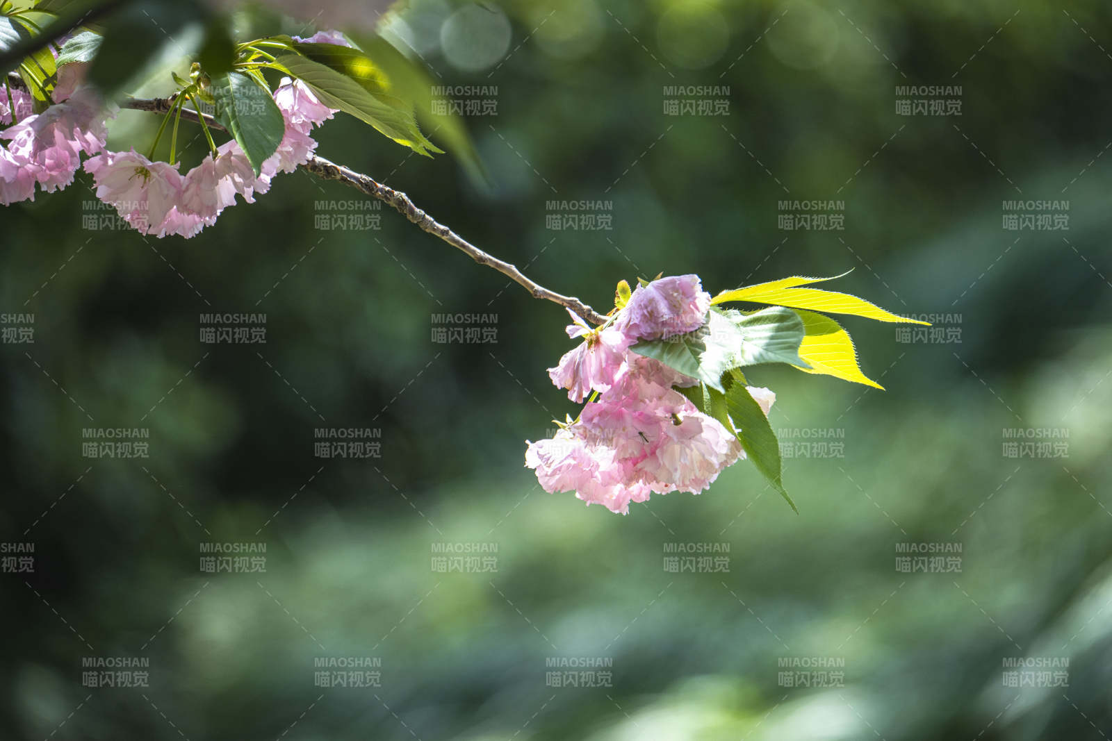 樱花枝头 粉嫩绽放图片