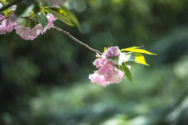 樱花枝头 粉嫩绽放图片
