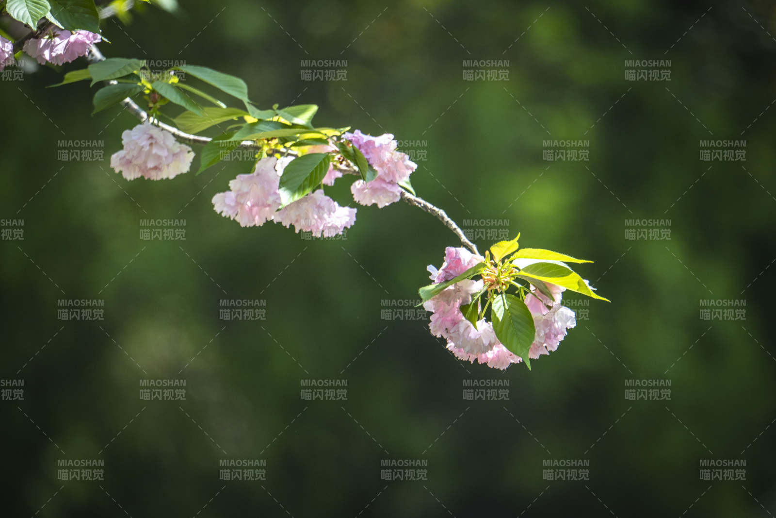 樱花枝头绽 绿意映粉霞图片