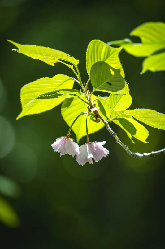 绿叶衬粉樱 春意盎然时图片