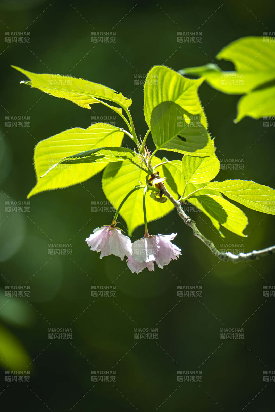 绿叶衬粉樱 春意盎然时图片