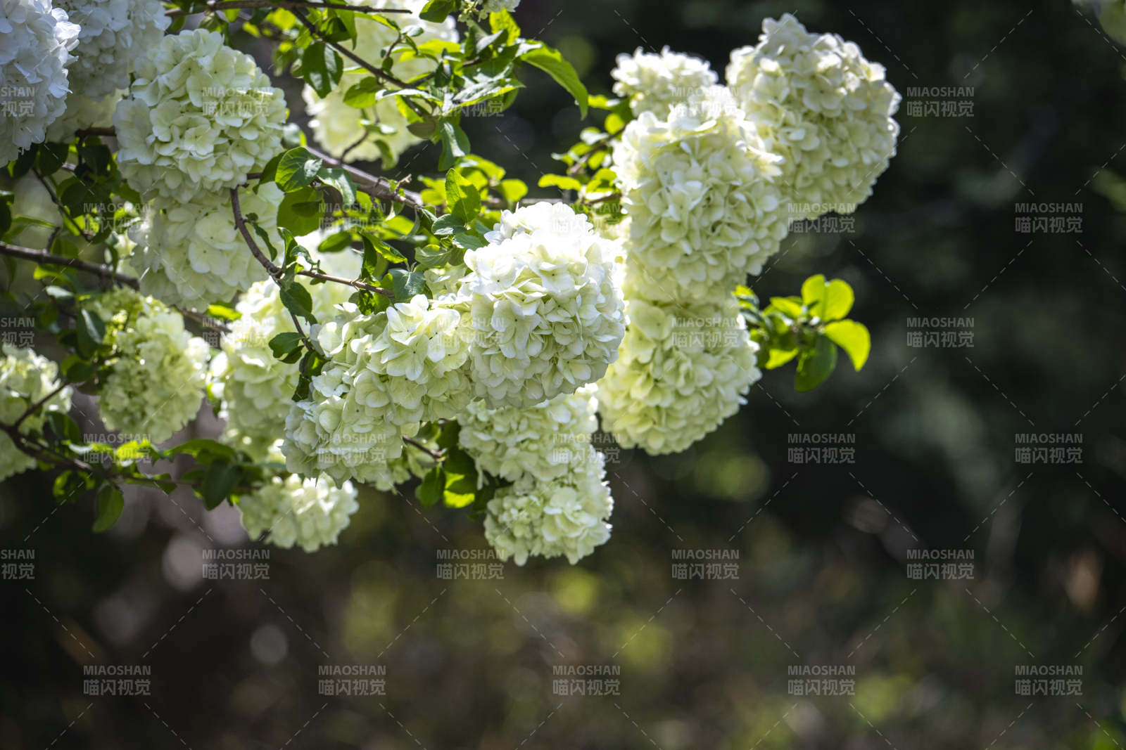 白花簇拥枝头 春意盎然图片