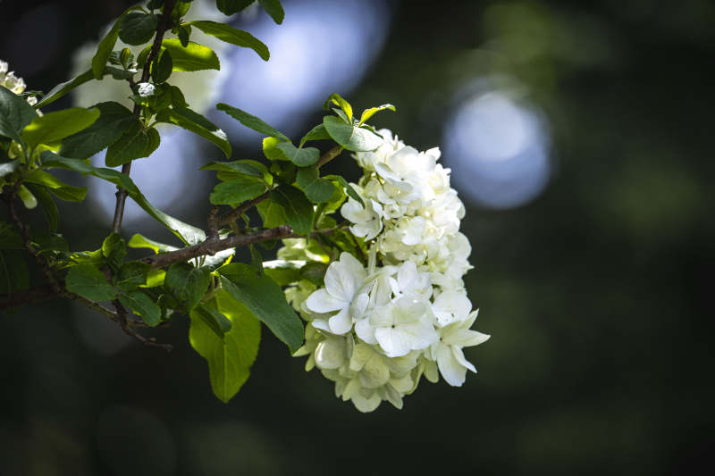白花绿叶映春光图片