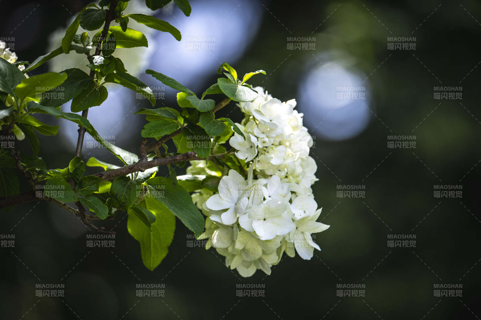 白花绿叶映春光图片