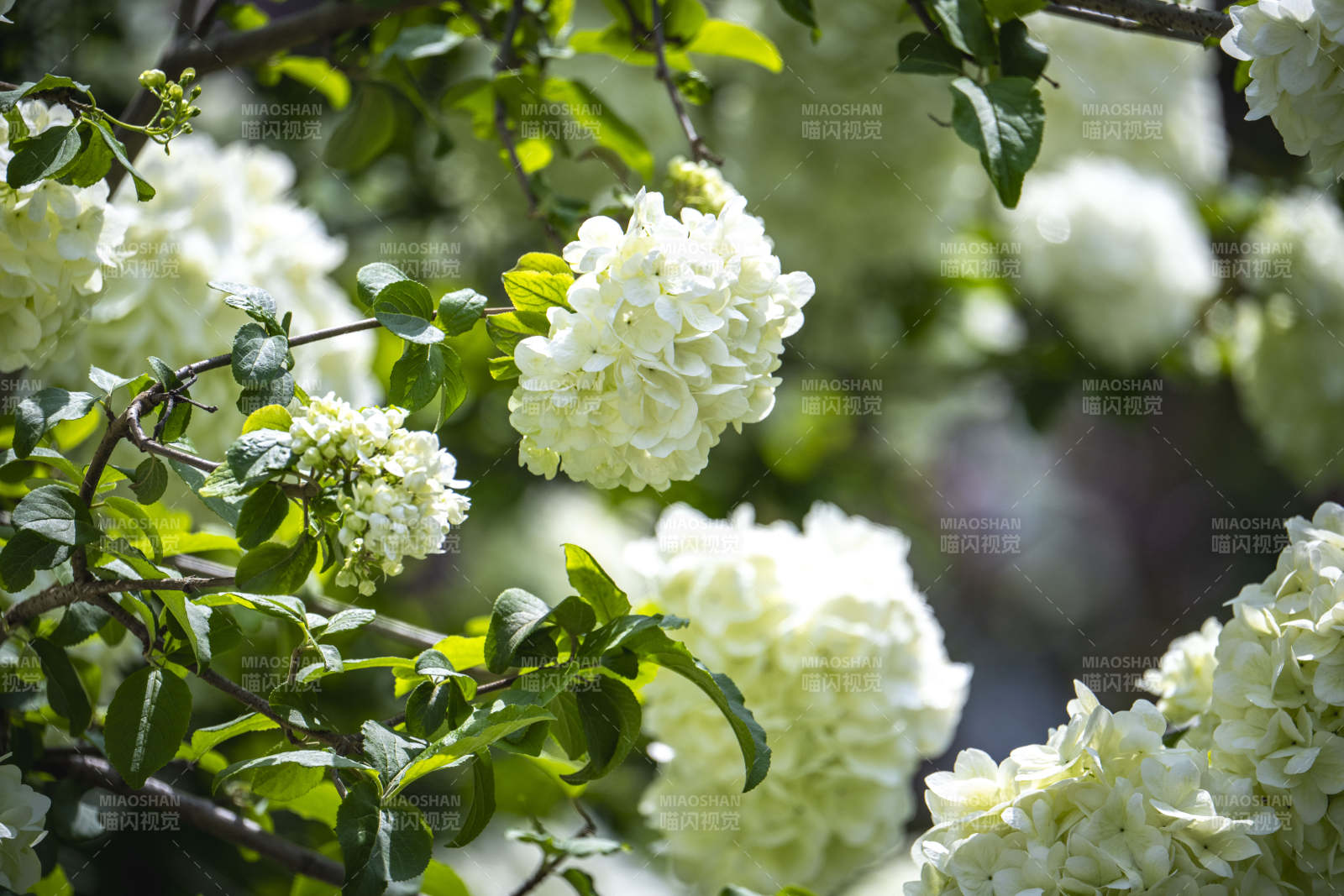 白花绿叶映春光图片