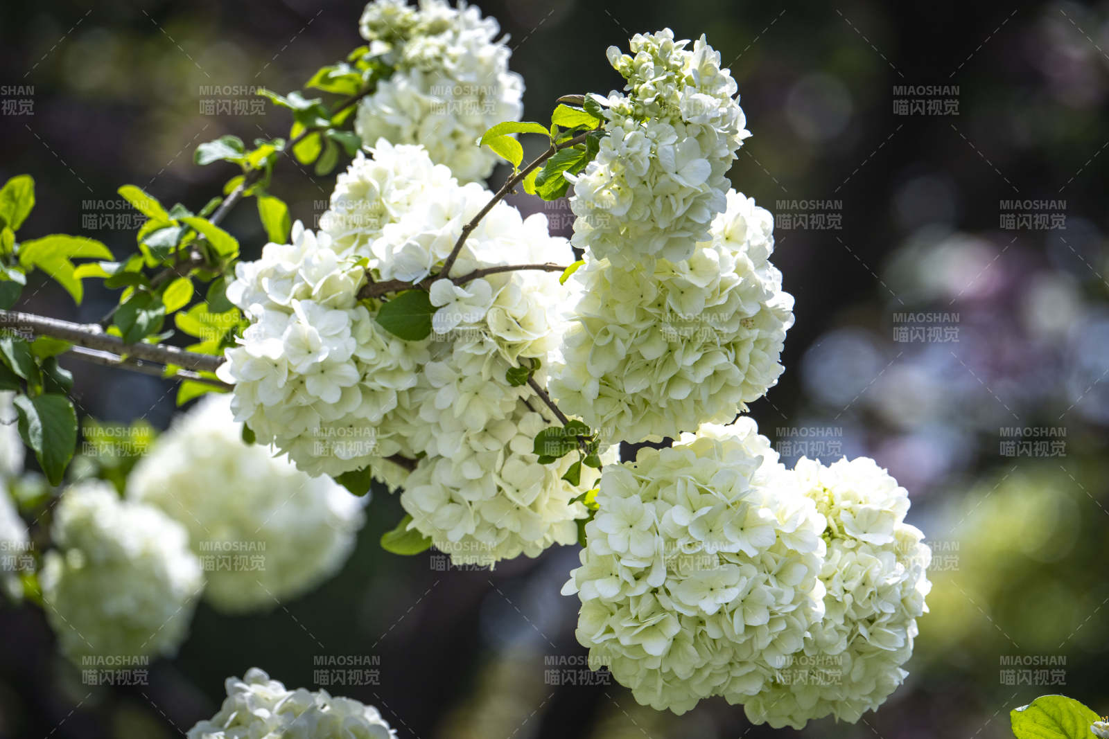 洁白绣球花簇拥枝头图片
