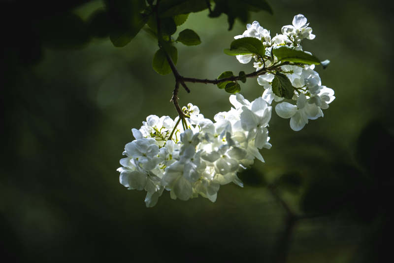 白花枝头映绿影图片