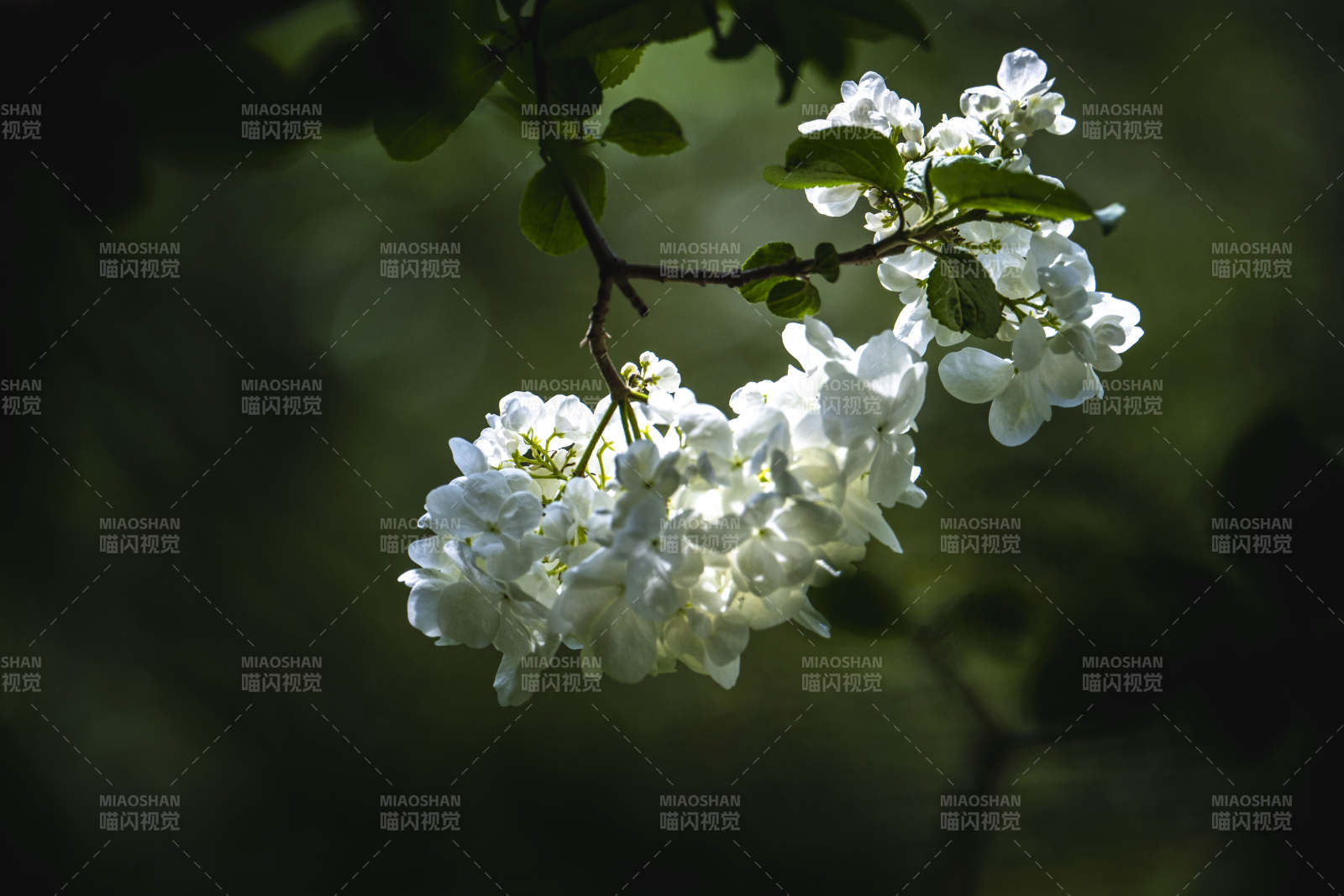 白花枝头映绿影图片