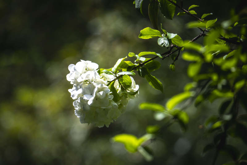 白花绿叶映春光图片