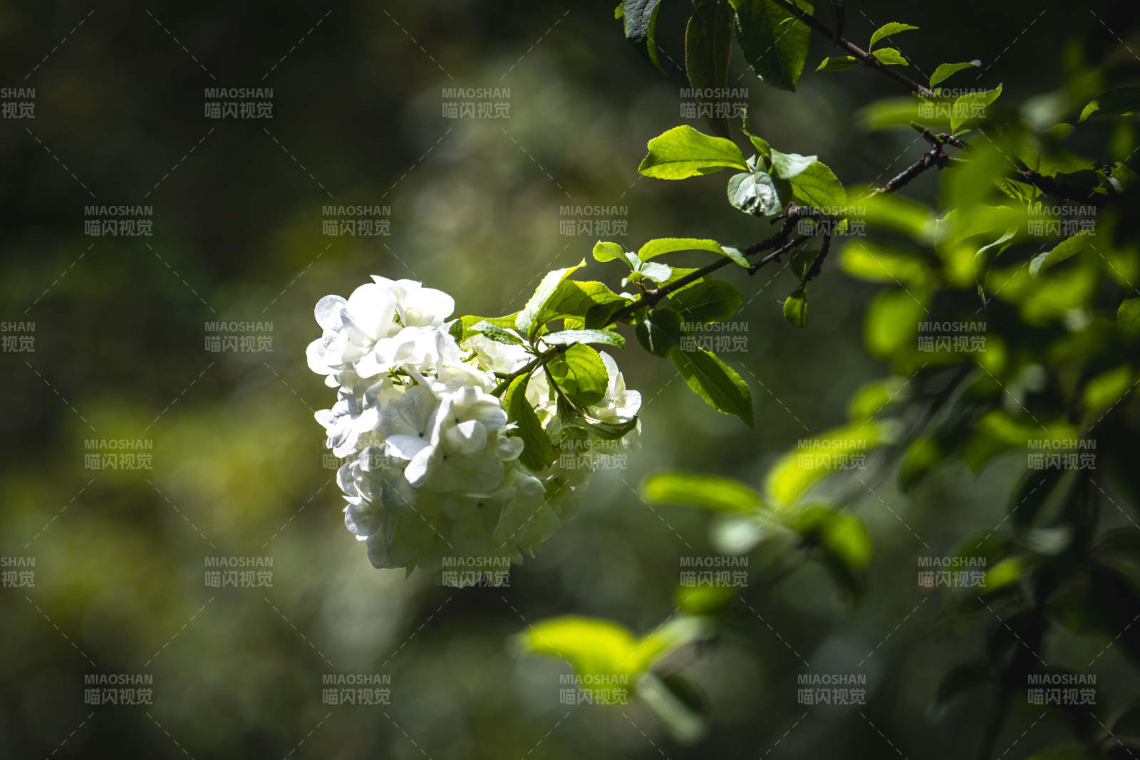 白花绿叶映春光图片