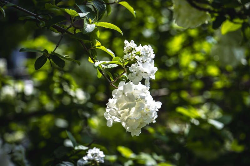 白花绿叶映春光图片