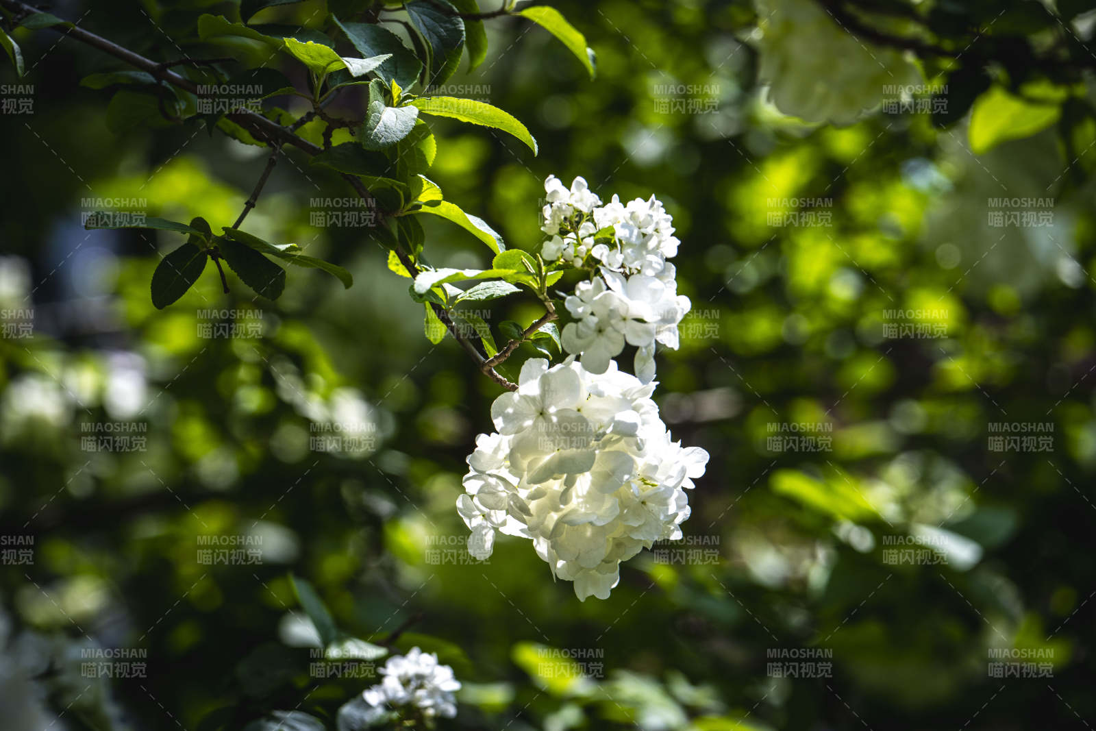 白花绿叶映春光图片