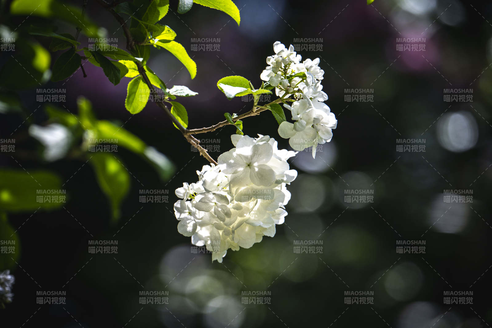 白花绿叶映春光图片