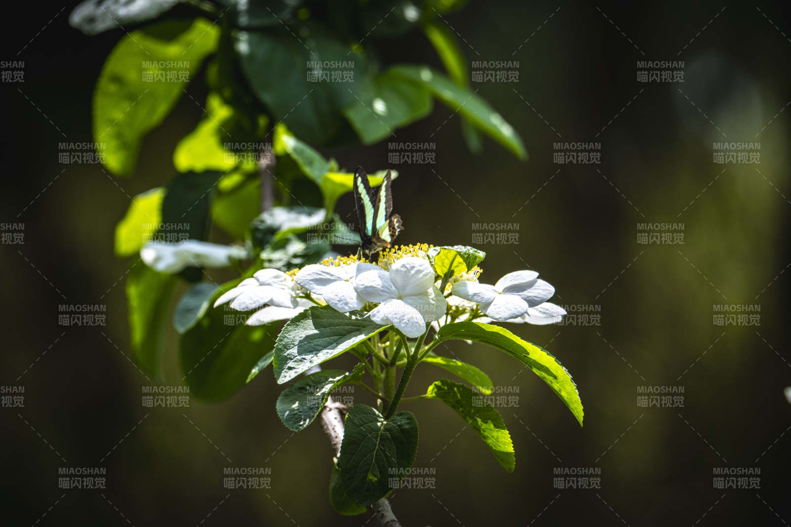 蝶栖白花 绿叶映衬春光图片