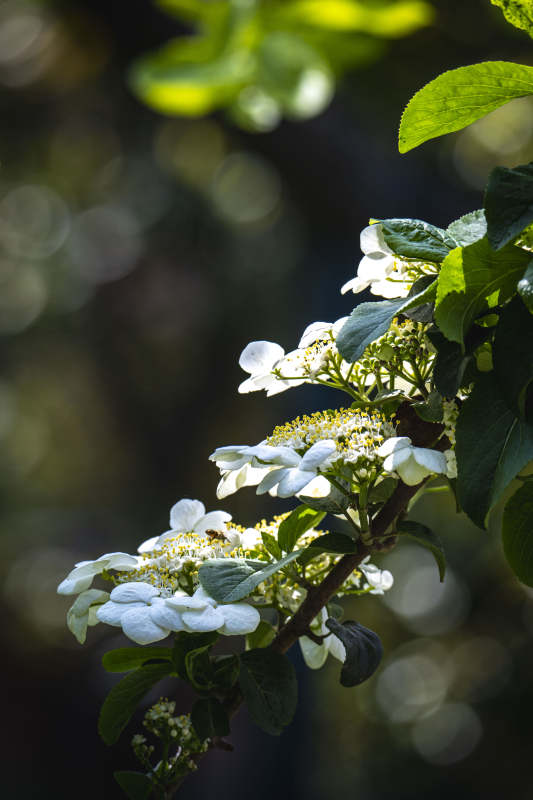 阳光下的白色绣球花图片