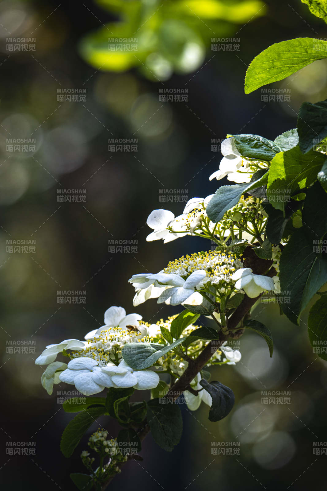 阳光下的白色绣球花图片