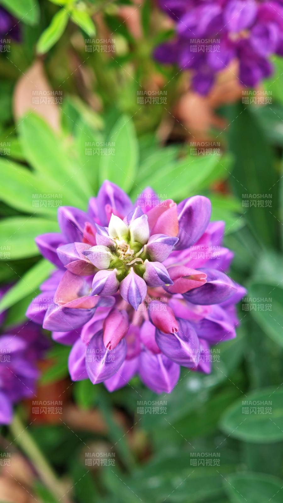 紫花绽放 绿叶相伴图片