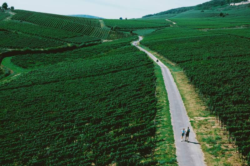 绿野小径 两人漫步其中图片