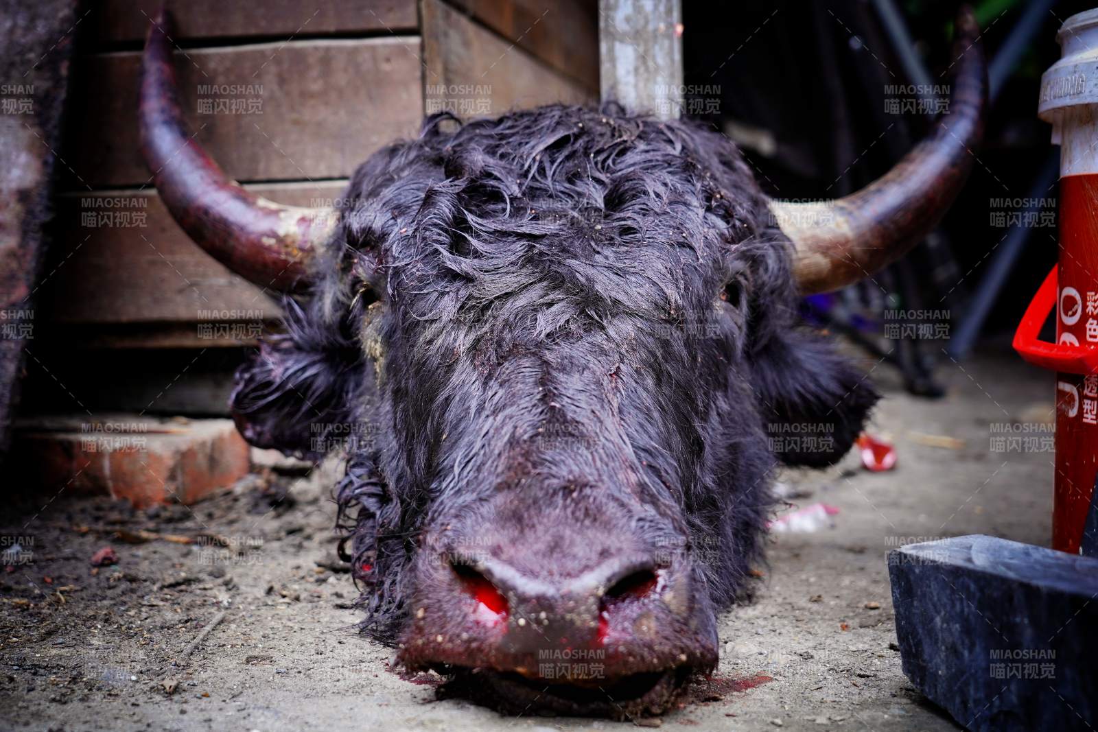 血鼻水牛卧地喘息图片