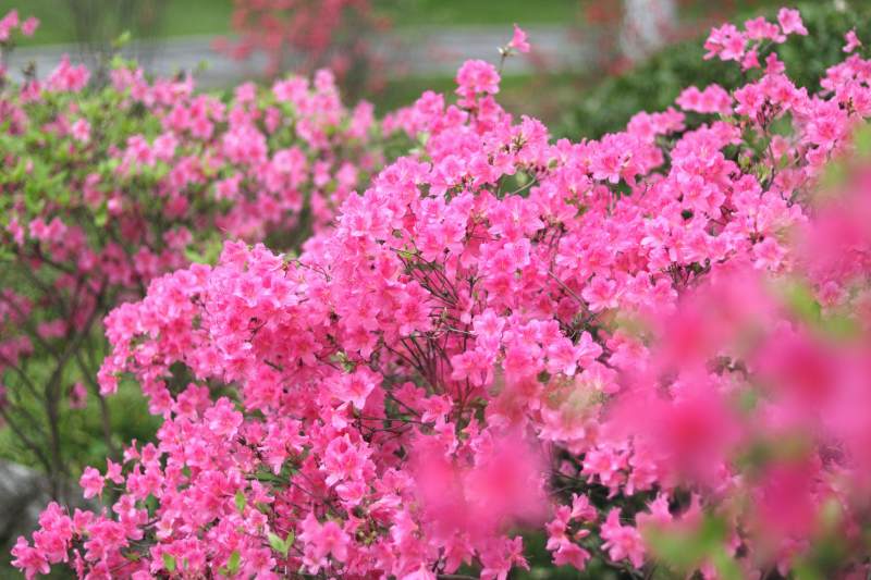 粉红杜鹃花盛开如霞图片