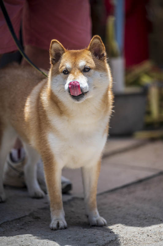 柴犬舔鼻 萌态十足图片