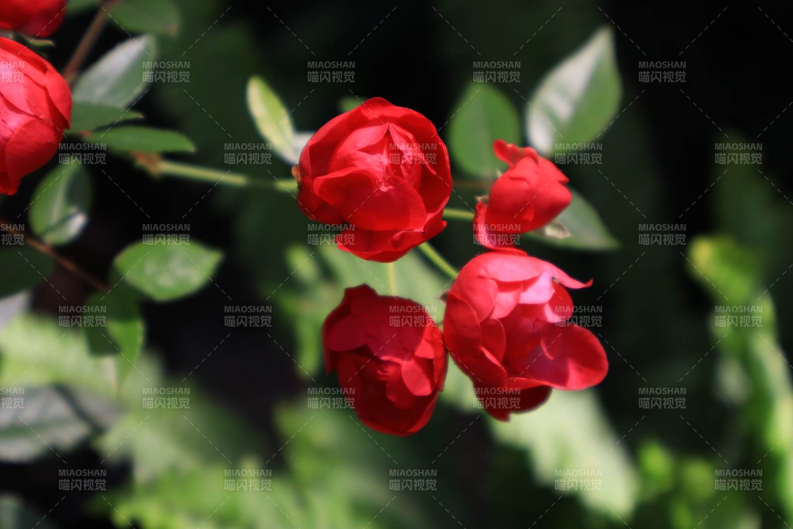 红玫瑰绽放绿叶间图片