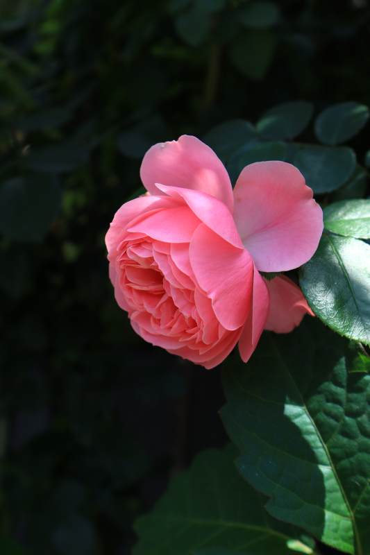 粉玫瑰在绿叶间绽放图片