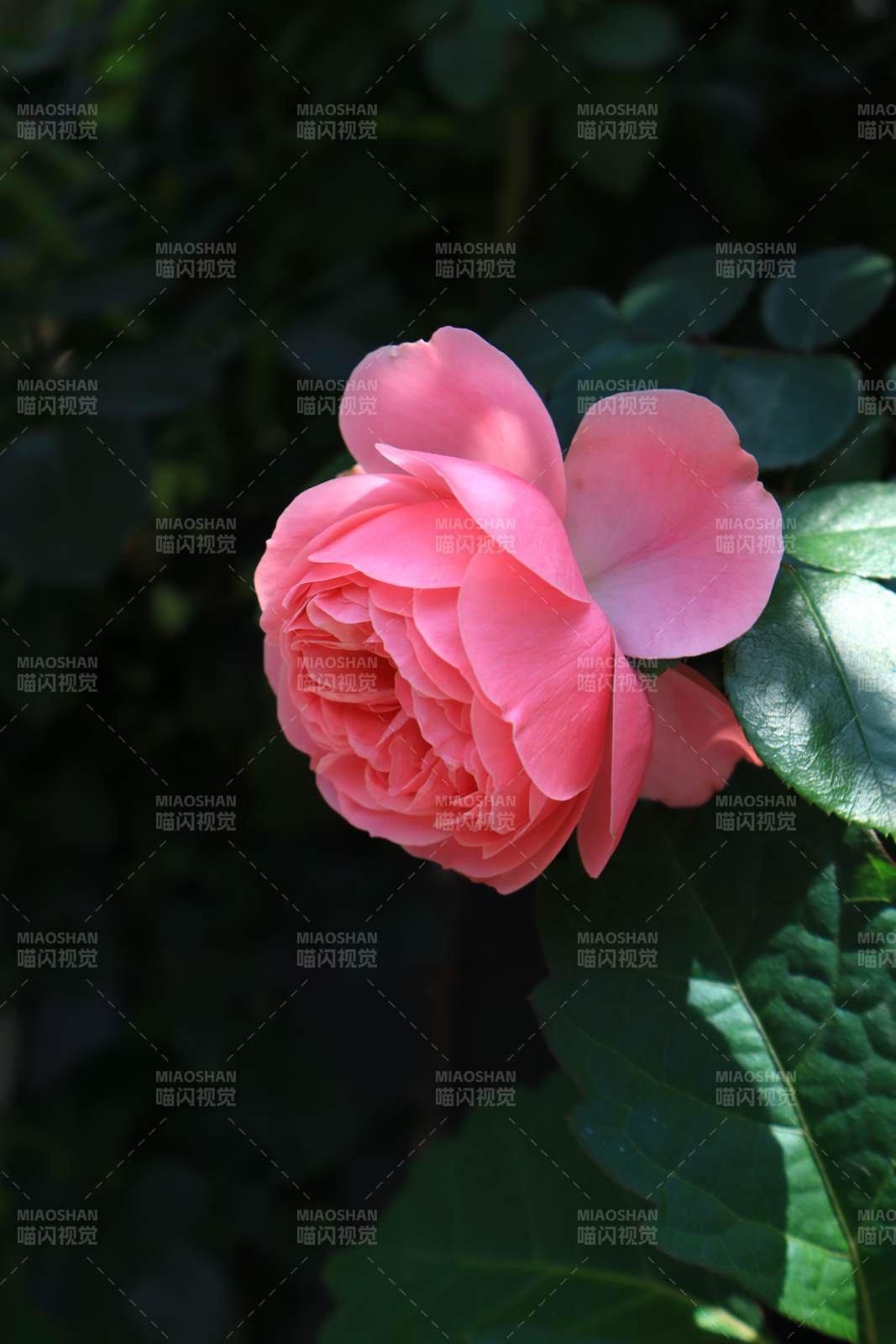 粉玫瑰在绿叶间绽放图片