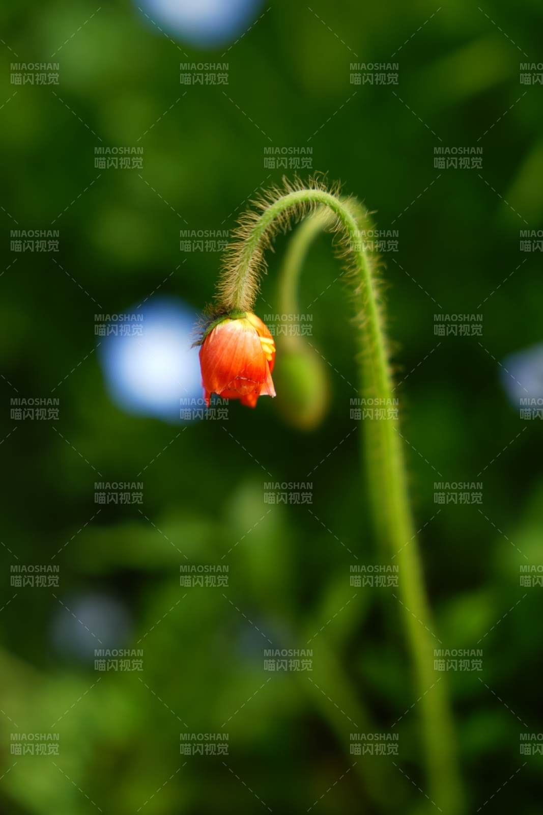毛茎红花垂首立图片