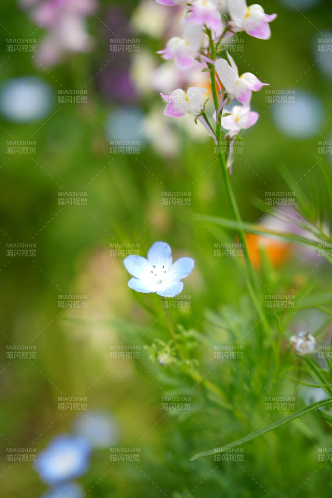 蓝花点缀绿野 粉白相映成趣图片