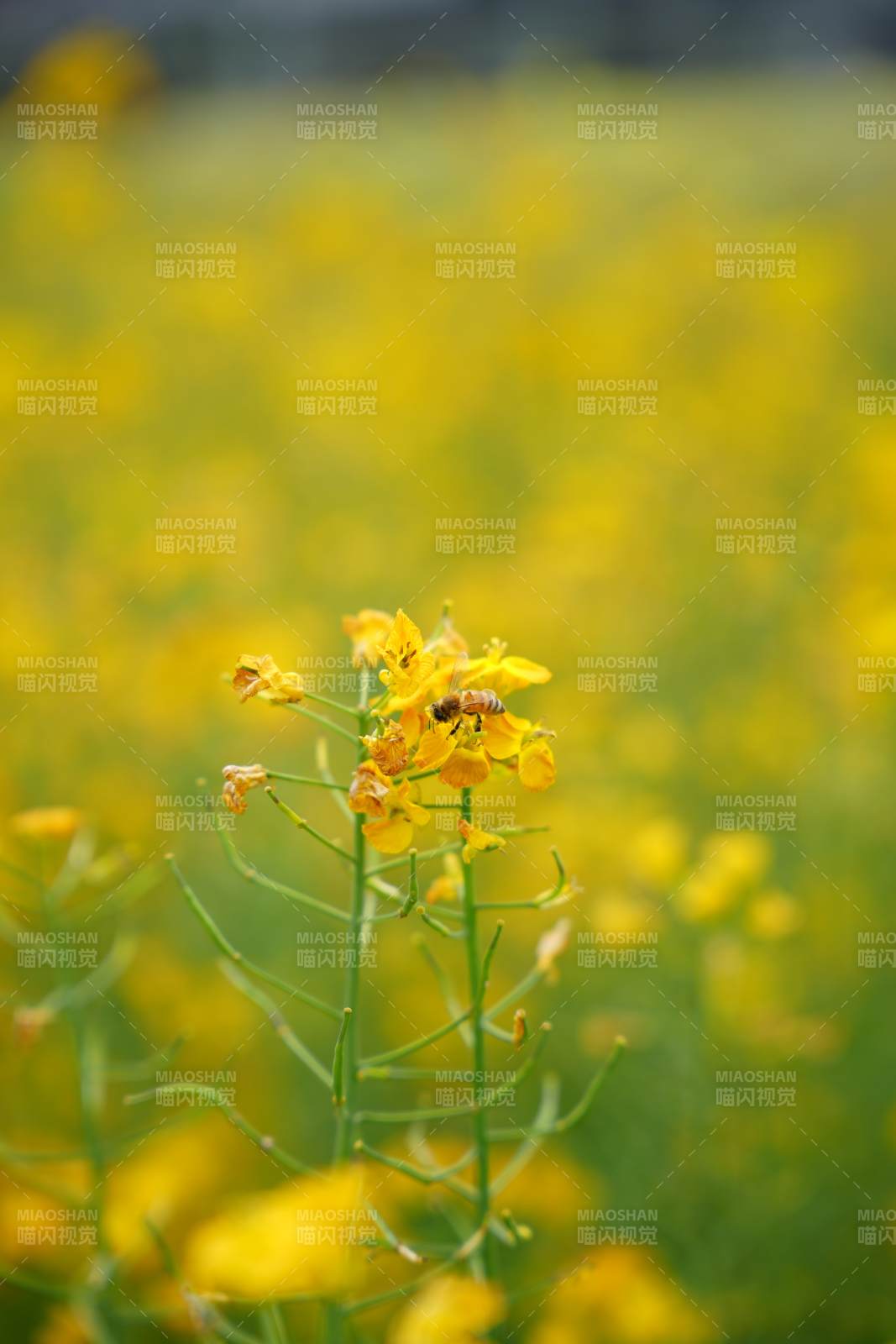 蜂采黄花 春意盎然图片