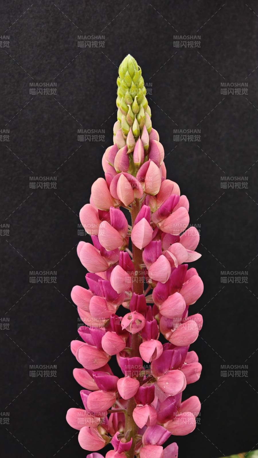 粉紫羽扇豆花穗特写图片