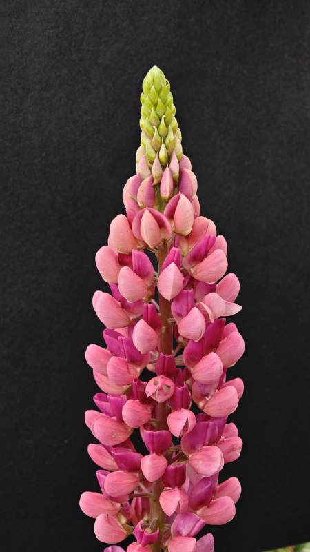 粉紫羽扇豆花穗特写图片