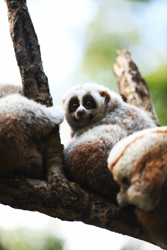 树梢上的萌懒猴图片