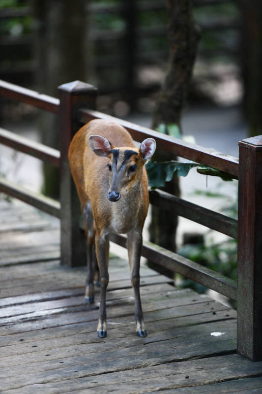 林间小鹿立木桥图片