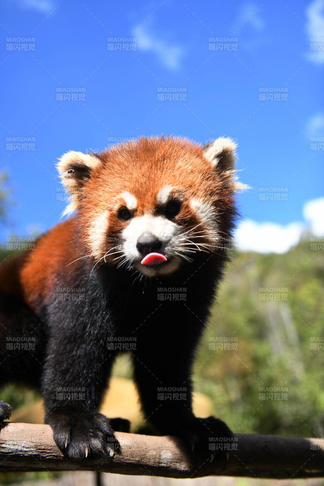 红熊猫吐舌萌照图片