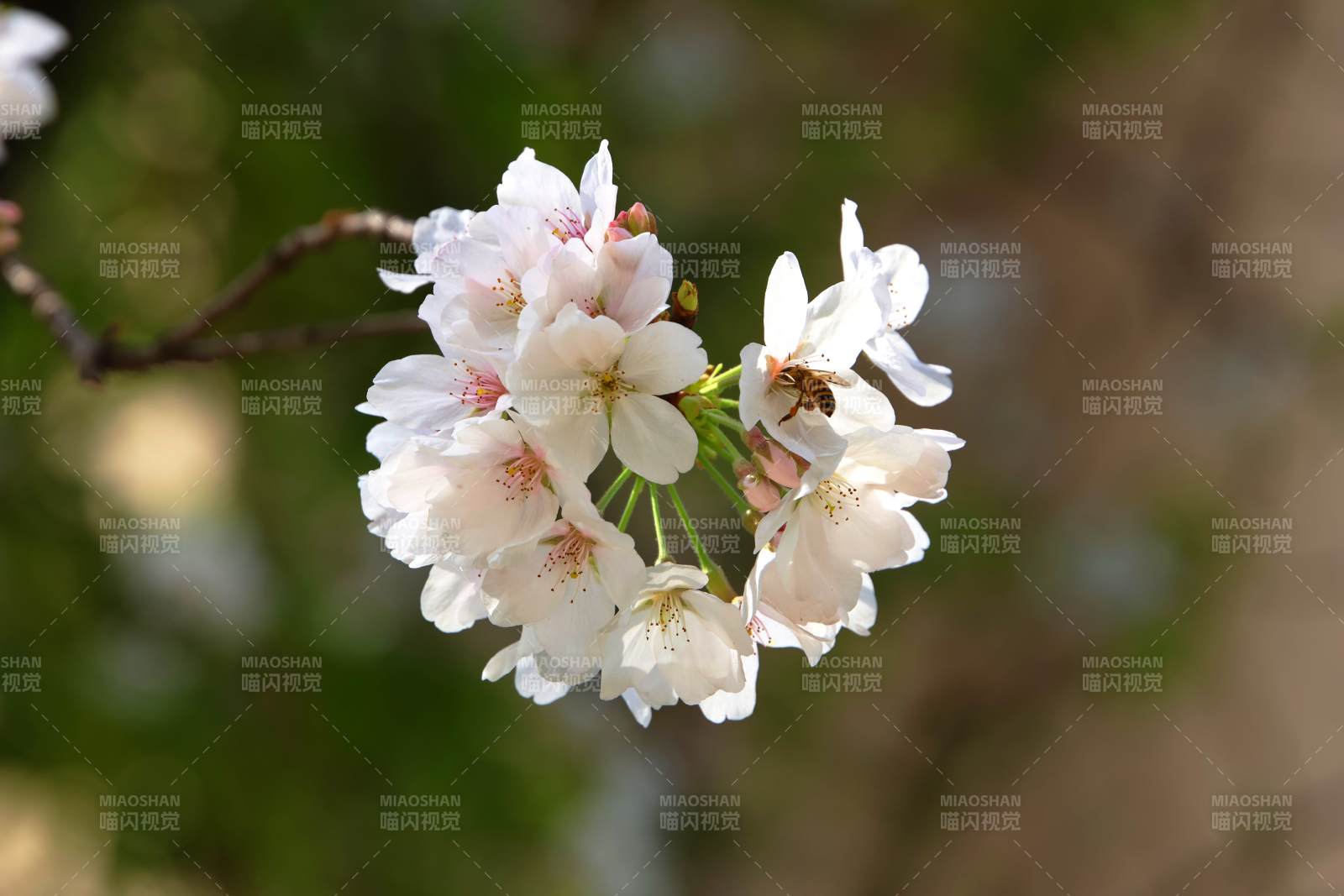 樱花簇拥 蜜蜂采蜜忙图片