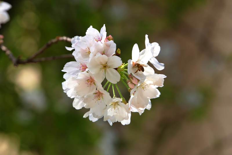 樱花簇拥 蜜蜂采蜜忙图片