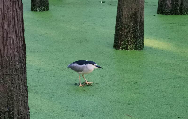 绿藻池中夜鹭觅食图片