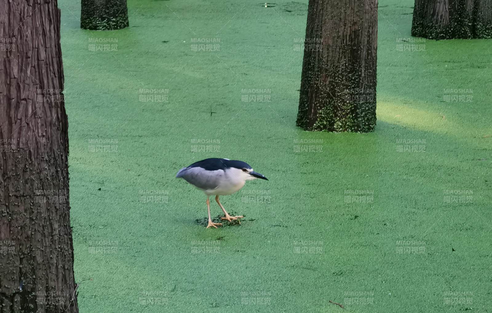绿藻池中夜鹭觅食图片