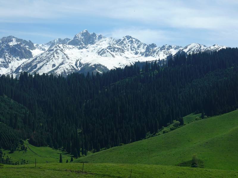 雪山绿谷 林海苍茫图片