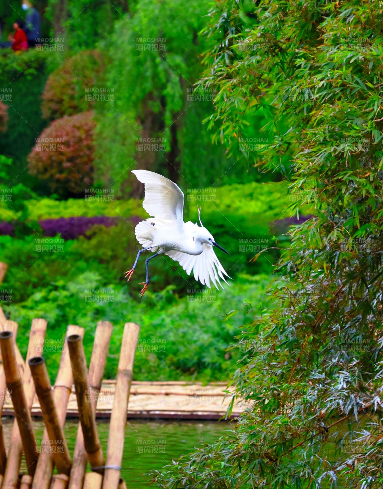 白鹭掠水 竹影婆娑图片