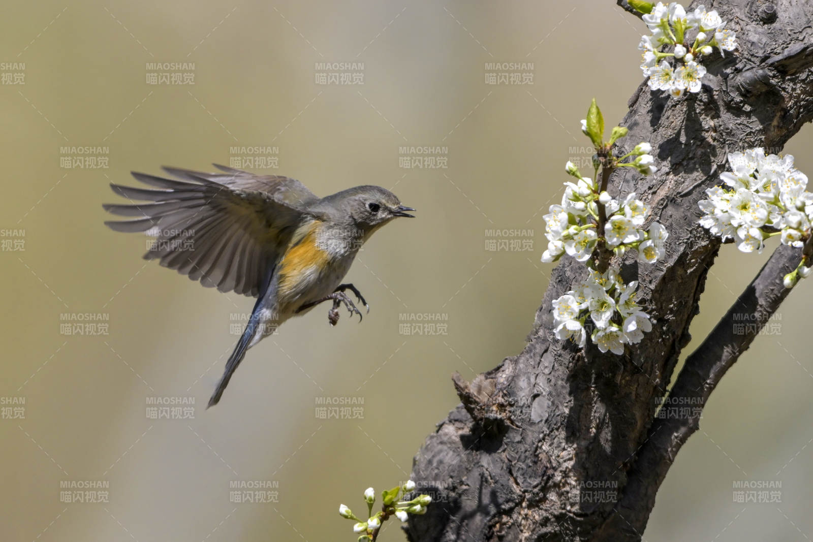 花鸟共舞 春意盎然图片